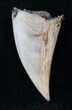 Bargain Tyrannosaur Tooth Core #14308-1